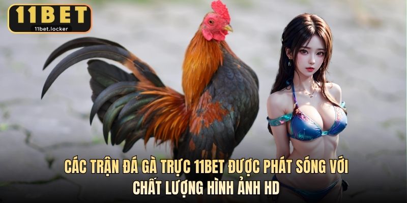Các trận đá gà trực 11BET được phát sóng với chất lượng hình ảnh HD